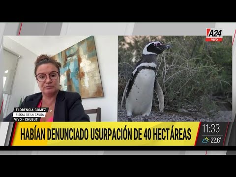 Masacre de los pingüinos en Punta Tombo en Chubut irá a juicio oral