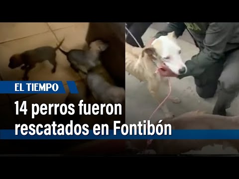 14 perros fueron rescatados en Fontibón por presunto maltrato animal  | El Tiempo