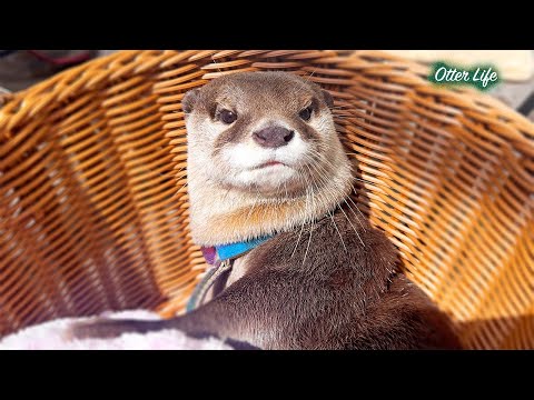 おひげの生えた人は仲間だと思ってるカワウソ [Otter Life Day 983]
