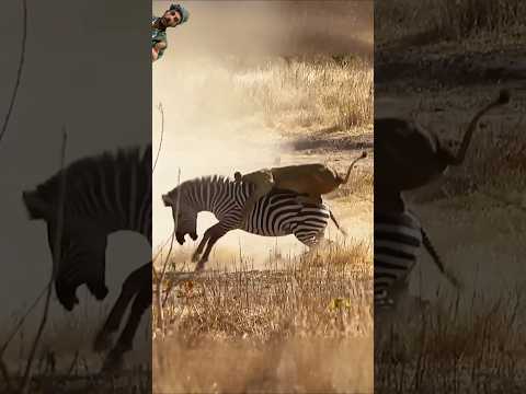 حمار وحشي يواجه الموت في قبضة لبؤة جائعة #shorts