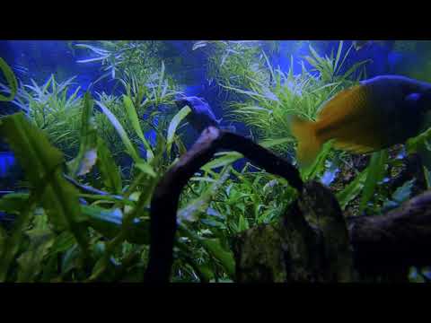 Inside the Tank #2 - Relaxing Tropical Sounds & Li For this series, we'll be setting up our GoPro in different display tanks at our store to give you a