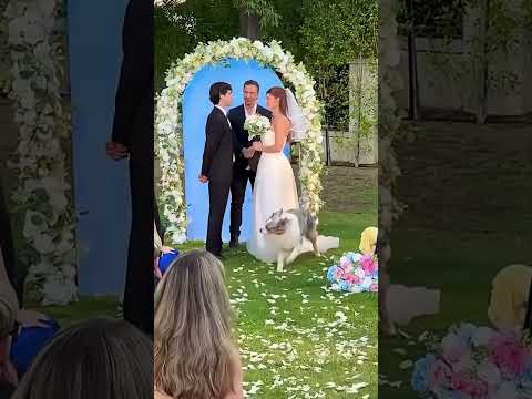 The Funniest Pet Fails of the Week! #funny #animals #shorts