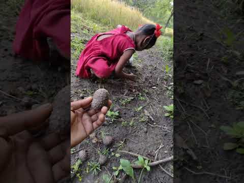 जंगलातील आयुर्वेदिक 🍊 कानफळ 🍊 tribes village fruit | short | short feed | short video | marathi vlog