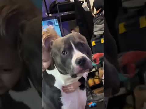 Funny and cute dogs compilation#funnydogs#cute#doglover#doglife#cure#dogshorts#pet#doglife#dogshorts