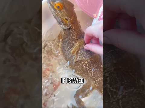 Bearded dragon story time