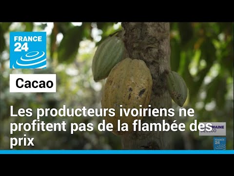 Coup de chaud sur le cacao : le chocolat, bientôt un produit de luxe ? • FRANCE 24