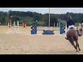 Springpaard TALENTED HORSE FOR SHOWJUMPING