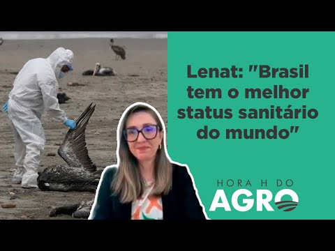 Gripe aviária avança no mundo e atinge bovinos e até humanos; entenda! | HORA H DO AGRO