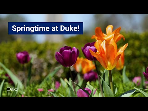 Springtime at Duke