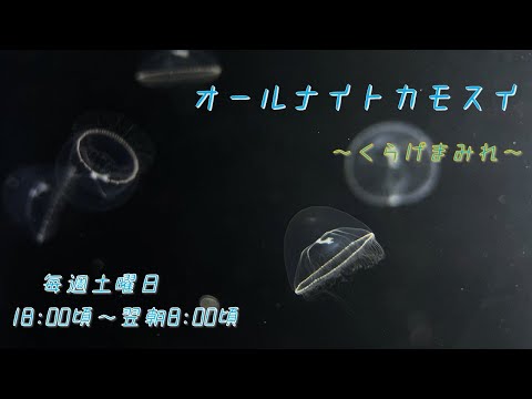 猫の動画サムネイル - オールナイトカモスイ　～くらげまみれ～ #207　ワタゲクラゲ