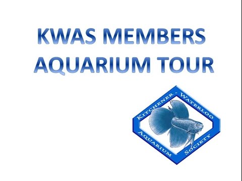 KWAS Home Members Tour Featured at our January 2016 meeting, members sent in photos of their aquariums and fish to be prese