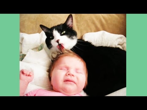 Cuteness Overload 2 - funniest babies and cats