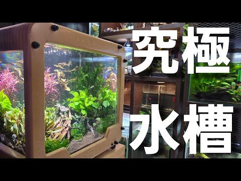 究極の水槽!!　CAGESTUDYが凄すぎる‼　aquarium　アクアリウム　熱帯植物　金魚　熱帯魚　水草　流木　メダカ