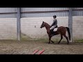 Endurance-Pferd Gave Arabier