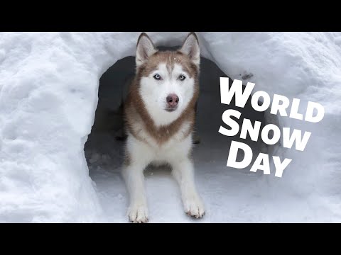 Happy World Snow Day from Laika the Husky!