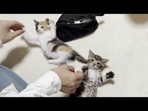 猫の動画サムネイル - 子猫に最後の挨拶をしてから登校する息子