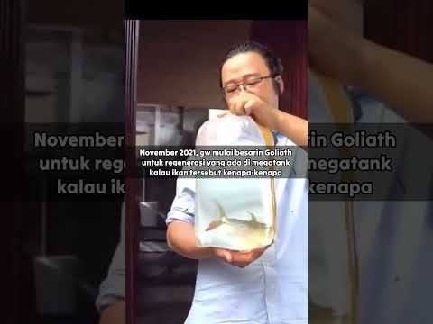 Goliath Tigerfish setelah 3.5 tahun 