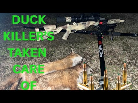 Fox Hunting: Duck Killer Down