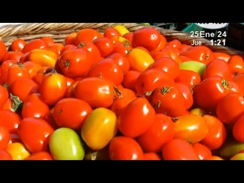 Libra de tomate a la baja