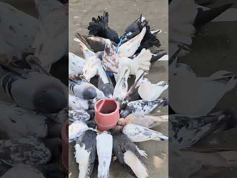 How To feed pigeon at home #youtubeshorts #pigeon #pet #shortsfeed