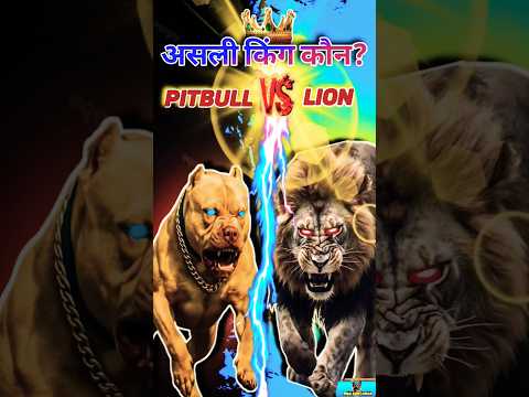 Pitbull vs Lion🔥Most Dangerous Battle Ever !||#pitbull #dogshorts #dogexplorer