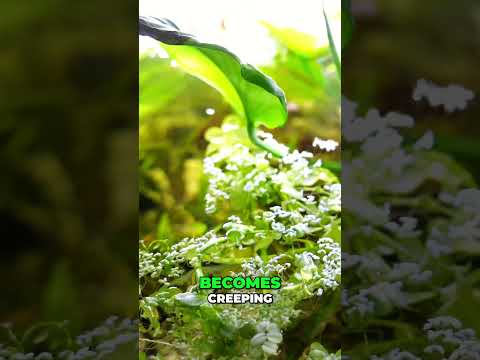 Bacopa: Fascinating Facts & Unique Growth Habits #aquarium #aquascape #fishkeeping #fishtankcare #fishtank #fishkeepinghobby #fishkeeping #aquariumfi
