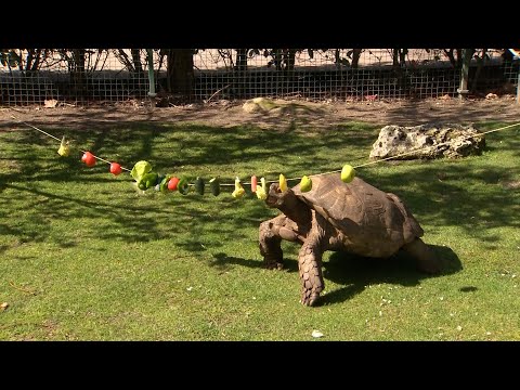 Los más pequeños disfrutan de las tortugas gigantes de Faunia
