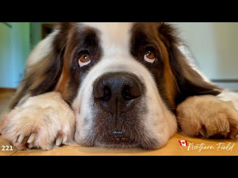 セントバーナード・ボウ、病院通いの一週間／ドッグパークへGO！【超大型犬とカナダで田舎暮らし】