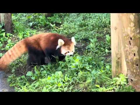 大森山動物園で放飼場を駆け回る令花ちゃんレッサーパンダのかわいい姿【2025年9月】 サムネイル