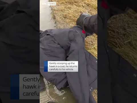 State trooper rescues injured hawk