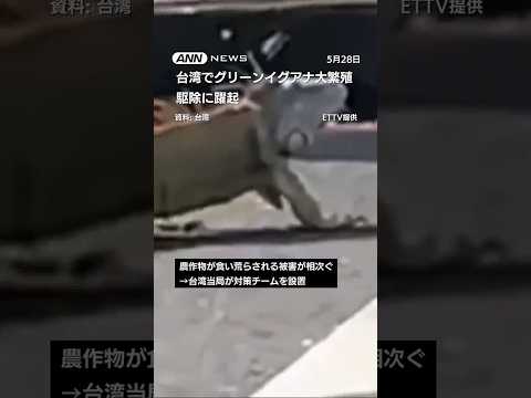 ニュースの動画サムネイル - 台湾でグリーンイグアナ大繁殖　駆除に躍起　対策チーム設置　駆除目標は12万匹 #shorts