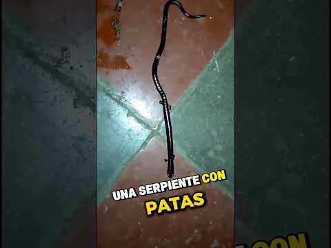 Qué Animal es Este 