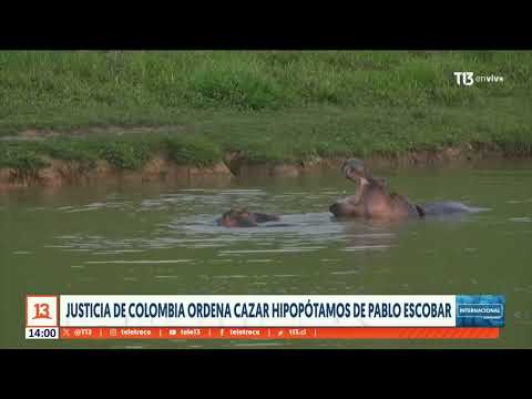 Justicia de Colombia ordena cazar hipopo?tamos de Pablo Escobar