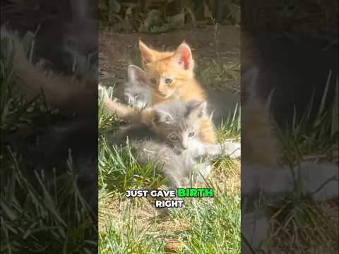 PART 2 - what do I do with these stray noborn kittens?