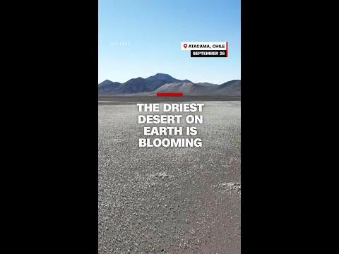 The driest desert on Earth is blooming