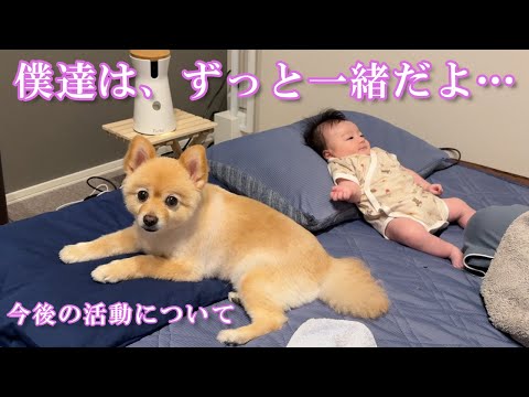 赤ちゃんに優しく寄り添うポメラニアンが可愛過ぎました…【動画の最後で今後の活動についてお話があります】