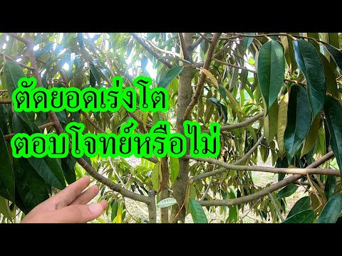 ตัดยอดทุเรียน-เพื่อเร่งโต-ตอบโ ตัดยอดทุเรียน-เพื่อเร่งโต-ตอบโ