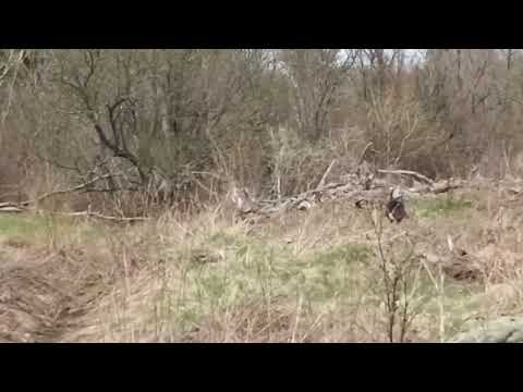Turkeys!!! 