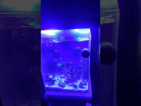 I NEED A CANOPY FOR MY SALTWATER PICO-NANO TANK 