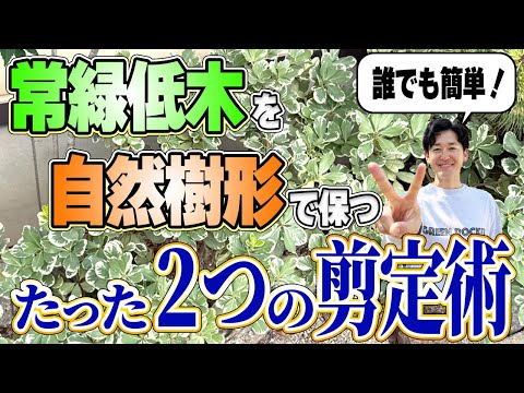 【たったこれだけ】やっちゃいけないやり方を覚えて自然でコンパクトな樹形をキープ