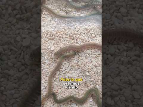 LOS GUSANOS QUE SALEN EN AVATAR #shorts #animales #biologia #viral