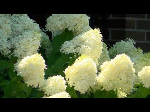 How to protect your plants amid Iowa's likely first frost of season