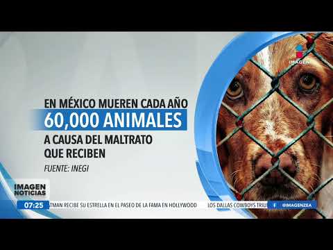 Maltrato animal: México ocupa el tercer lugar mundial | Noticias con Francisco Zea