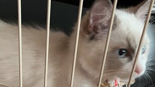 ちゃんねる。せらのす がライブ配信します！