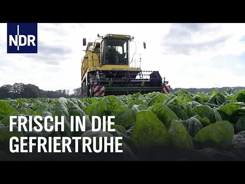 So gelangen Spinat und Fischstäbchen in die Tiefkühltruhe | Die Nordreportage | NDR Doku