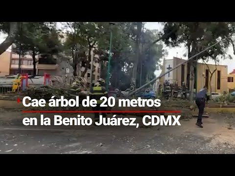 Cae enorme árbol en la alcaldía Benito Juárez, CDMX; cayó en Plutarco Elías Calles y medía 20 metros