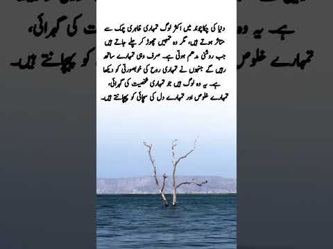 #quotes #poetry #motivation #aqwalezareen #4line #love #shorts