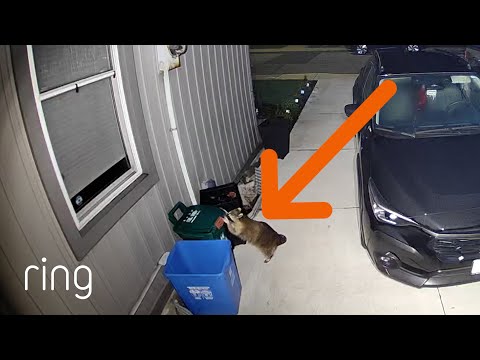 Fearless Raccoon Wouldn’t Let Anything Scare it Away From the Trash | RingTV