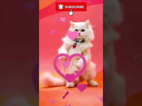 kucing korea #kucing