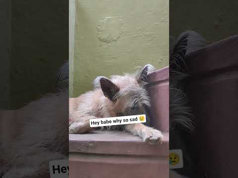 #please_subscribe_my_channel #love #viewskaisebadhaye #cute #pets #viralreels #song